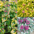 Lamium Mac. Collection