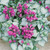 Lamium Mac. Collection