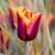 Tulip Abu Hassan