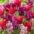 Tulip 'Purple Doll'