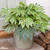 Fatsia Japonica Spider's Web C2