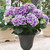 Hydrangea Bi-Coloured Collection
