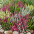 Heathers Summer Flowered Collection (Calluna vul)