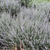 Heathers Summer Flowered Collection (Calluna vul)