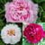 Paeonia suffruticosa Collection