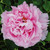 Paeonia suffruticosa Collection