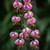 Lilium Martagon Collection