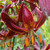 Lilium Martagon Collection