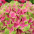 Hydrangea Change Colour Collection