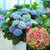 Hydrangea Change Colour Collection