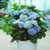 Hydrangea Change Colour Collection