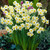 Rockery Narcissus Collection