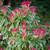 Pieris Collection