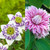 Double Flowered Clematis Collection