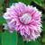 Double Flowered Clematis Collection