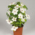 Compact Patio Clematis Collection