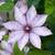 Compact Patio Clematis Collection