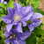 Compact Patio Clematis Collection