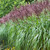Miscanthus Collection
