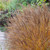 Miscanthus Collection