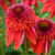 Echinacea Double Collection