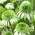 Echinacea Double Collection