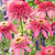 Echinacea Double Collection