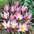 Tulip Humilis Collection