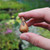 Tulip Humilis Collection