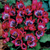 Tulip Humilis Collection