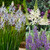 Giant Camassia Collection