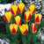 Tulip Kaufmanniana Collection
