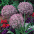 Allium Collection