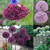 Allium Collection
