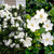 Gardenia Collection