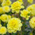 Dahlia Water Lily Collection