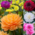 Dahlia Water Lily Collection