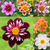 Dahlia Collarette Collection