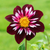 Dahlia Collarette Collection