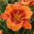 Hemerocallis Giant Flowered Collection