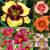Hemerocallis Giant Flowered Collection
