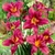 Hemerocallis Giant Flowered Collection