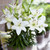 Joy Lilies Collection
