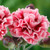 Dianthus Scent First Collection