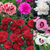 Dianthus Scent First Collection
