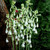 Galtonia Candicans 14-16cm Bulbs