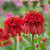 Echinacea Double Collection (7cm Powerliner)