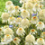 Echinacea Double Collection (7cm Powerliner)