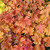 Heuchera Luxury Collection (9cm Pot)