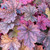 Heuchera Luxury Collection (9cm Pot)